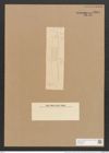 Hantzschia amphioxys var. erythraea Grun. (de-Toni-Nr.: Genus 50, Species 2204) Zeichnungen Sammlung Grunow Nr. 4605 (NHMW-BOT-W0372640)
